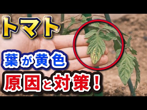 トマトの葉に白い斑点ができる 3 つの原因 (およびその対処法)  庭園