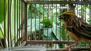 Download lagu Full suara untuk memikat burung Manyar kembang disawah||burung Manyar auto ngumpul mp3 Download lagu Full suara untuk memikat burung Manyar kembang disawah||burung Manyar auto ngumpul mp3