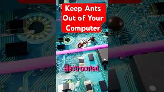 Fire Ants Get Electrocuted: What Happens (Electric Party!) 🐜 🐜 🐜. #insects #bugs #science