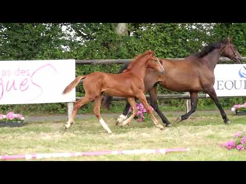 CAPRICE DES FLAGUES Z