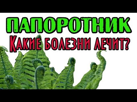 Папоротник. Какие болезни лечит?