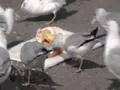 Happy Birthday Seagulls