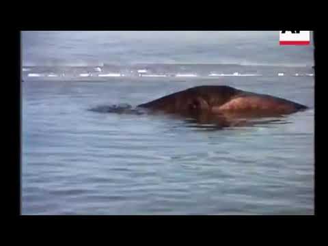 turkey lake monster clipped and stabilized