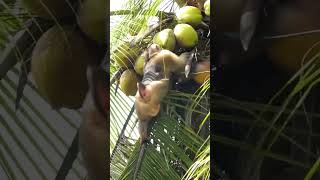 Download lagu beruk petik buah kelapa mp3