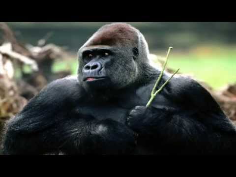 download lagu mp3 mp4 Gorilla Sound, download lagu Gorilla Sound gratis, unduh video klip Gorilla Sound