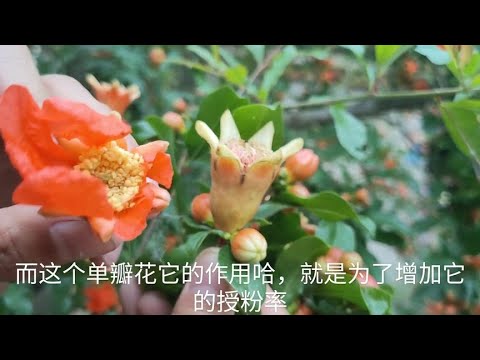 重瓣石榴花