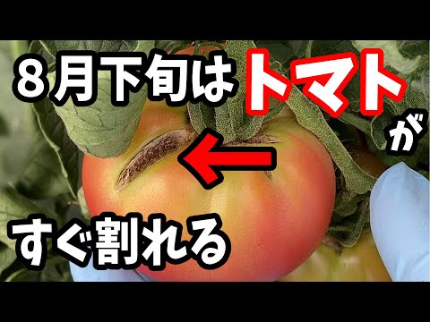トマトに穴が開いているのはなぜですか? 対策を講じる必要がありますか?