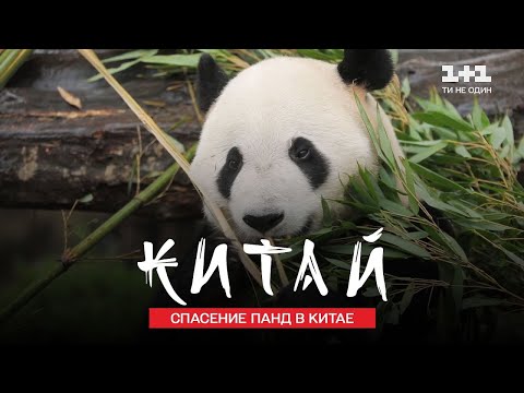 Панда – главное сокровище Китая
