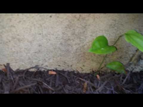 Ants Take the Bait in Colonia, NJ