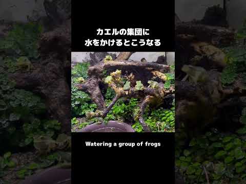 庭からカエルを追い払い、プールに入らないようにするにはどうすればよいでしょうか?  庭園