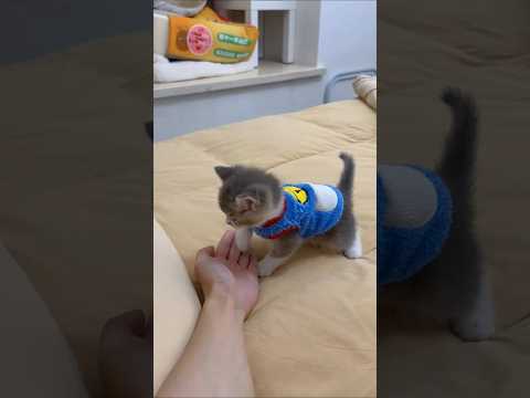 飼い主の手が大好きな猫