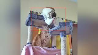 Deluxe Cat Cam Compilation 2