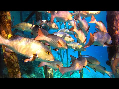 INDO TALES - EPISODE 37 Few nice fish.. grilling chicken and cooking eggplant risotto..