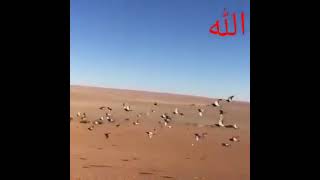 کفتر مسافتی کبوتر پلاکی عربی