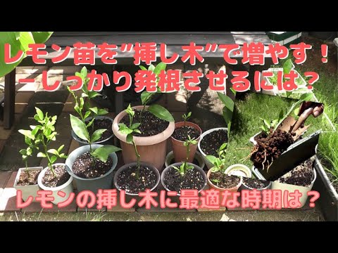 園芸 乾燥した木の挿し木による低木の繁殖