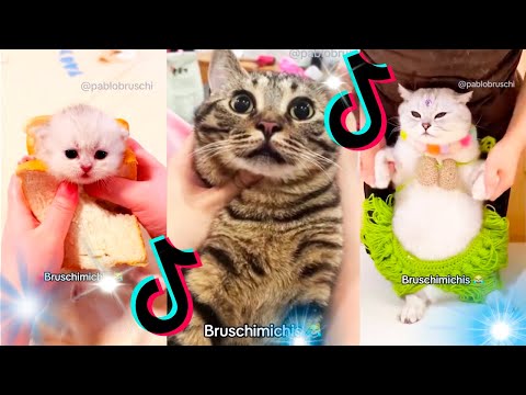 😹 Lo Mejor De Los Bruschimichis @pablobruschi 💗 1 Hora De Risa 🐈💕