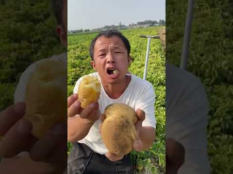 , title : 'Thu hoạch khoai tây đã con mắt #947 #shorts  #fruit #tiktokchina'