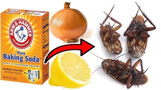 How To Kill Cockroaches Within 5 Minutes Using 3 Simple Ingredients