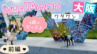 【㊗️6歳✨前編】WHATAWONワタワンで6歳のプレゼント選びをしました🎁@oreo_channel 