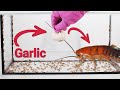 Garlic Vs Cockroaches An Experiment