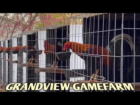 Yellow leg hatch Sweater - GRANDVIEW FARM