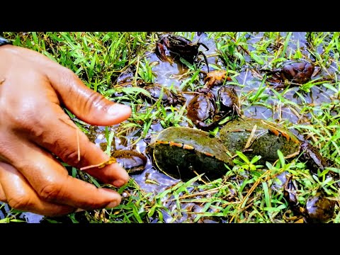 New  Amazing Technology Crab Catching - Unique Crabs & Tortoise Catching System ||