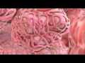 Introduction To Cells