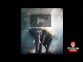 Elephant S Trumpet Sound Effects
