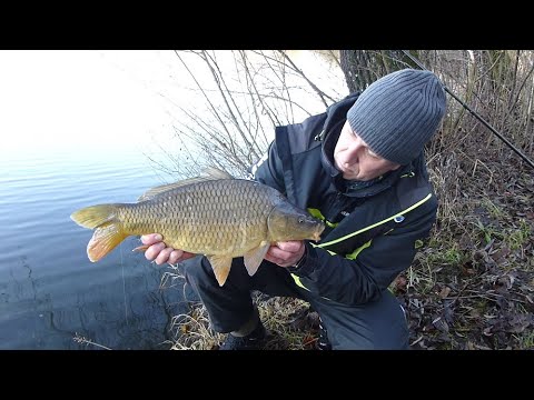 Erfolgreich im Winter Methodfeedern #feedshorts #fishing #carpfishing #methodfeederfishing