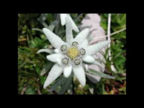 BELI CVET - NACE JUNKAR