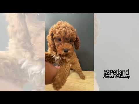 Cavapoo F1B - 40191 video preview