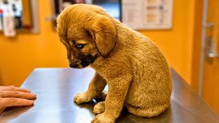 This Puppy Was ABANDONED: What Happens Next Will SHOCK YOU