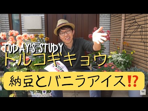 園芸 トルコヒルガオ