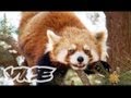 Cute Red Pandas! | The Cute Show