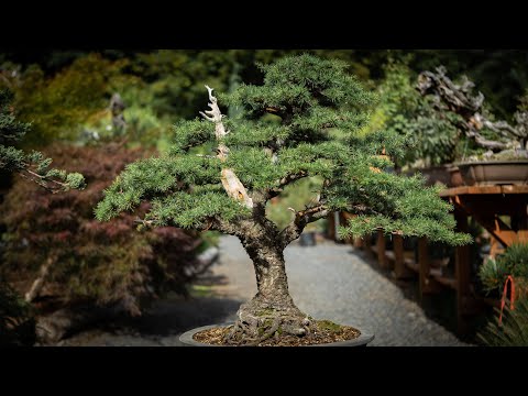 Maximizing Bonsai Design with Lebanese Cedar Tree