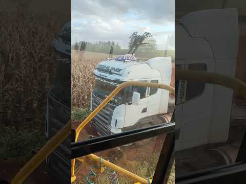 vida na roça Tupãssi Paraná # #brutododia #sitio #agricultura