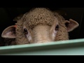 Gathercole's slaughterhouse vigil - Melbourne Cow Save