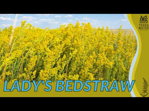 LADY'S BEDSTRAW Information, Description & More! (Galium verum)