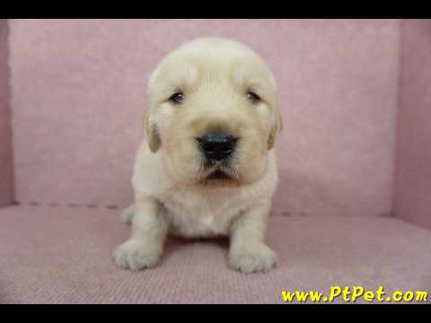 11/18黃金獵犬公幼犬3號(宜蘭冬山)