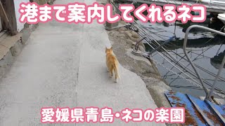 preview picture of video '猫の楽園 愛媛県青島 ネコが港まで案内 - Japan's Cat Island -'