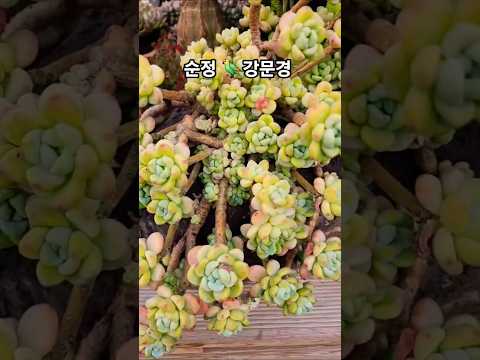 #요염한자태#보톡스라울 #순정#강문경#신작뮤비