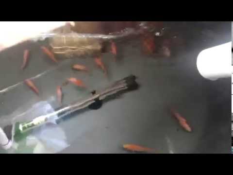 Acuaponía GREEN FISH - Siembra de tilapia roja