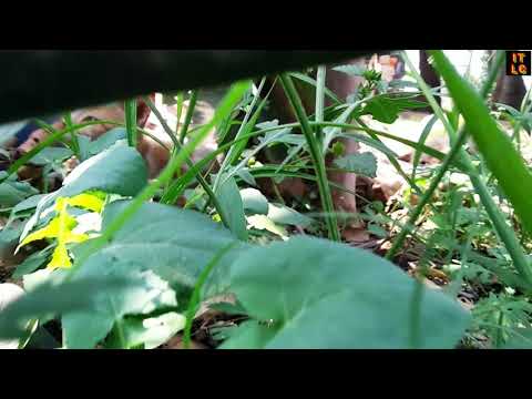 Bittu the Cat in Garden | cat whatsapp status | cute cats |  short 9