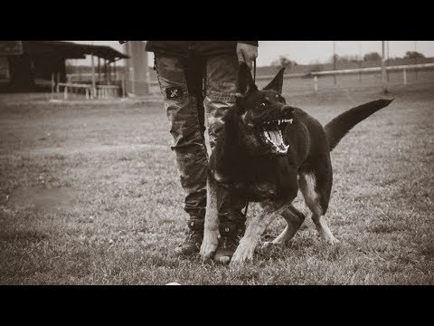 Corida Ciwi Manepo Ideal - protection 9 months