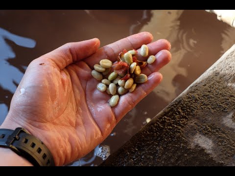 The Washed Process for coffee thumbnail