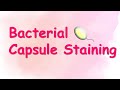 Bacterial capsule staining