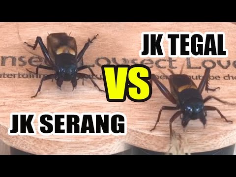 JANGKRIK TEGAL VS SERANG II ADU JANGKRIK