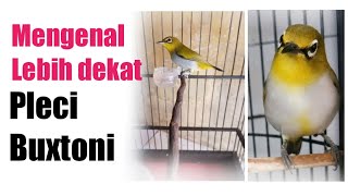 Download lagu Pleci Buxtoni Advantages and Disadvantages || Buxto Gunkar mp3 Download lagu Pleci Buxtoni Advantages and Disadvantages || Buxto Gunkar mp3