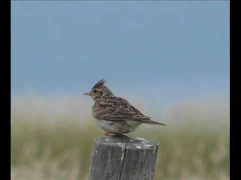 The Lark Ascending - Ralph Vaughan Williams