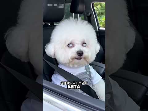 ¡La hija le dio un beso con mucho cariño, pero lo que pasó después fue muy divertido!🤣❤️#shortvideo